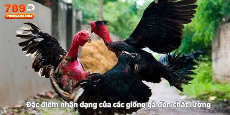 Đặc điểm nhận dạng của các giống gà đòn chất lượng