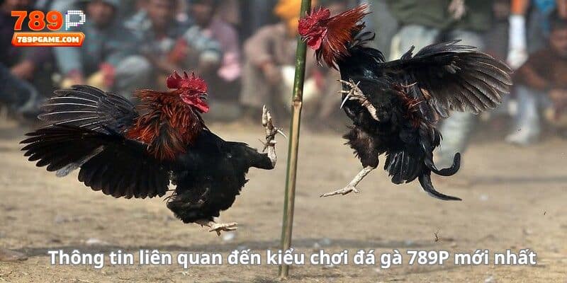 Thông tin liên quan đến kiểu chơi đá gà 789P mới nhất